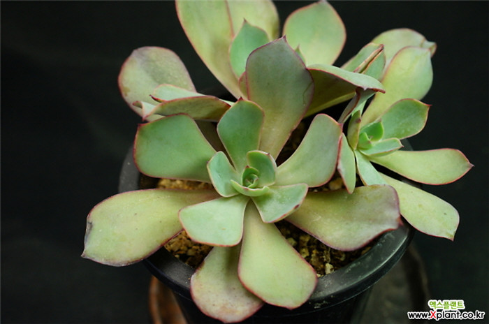 白玫瑰 Echeveria White Rose 