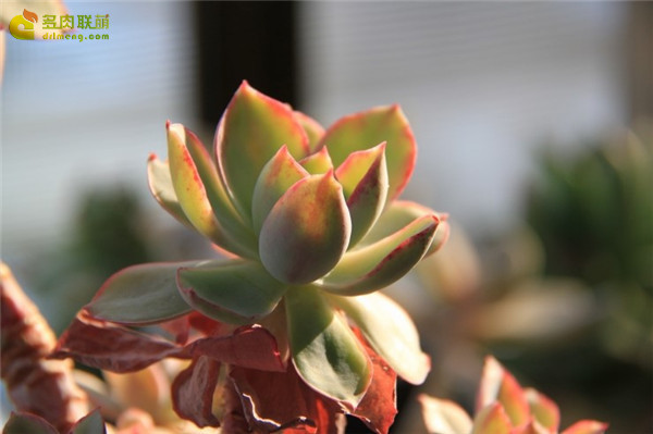 白玫瑰 Echeveria White Rose