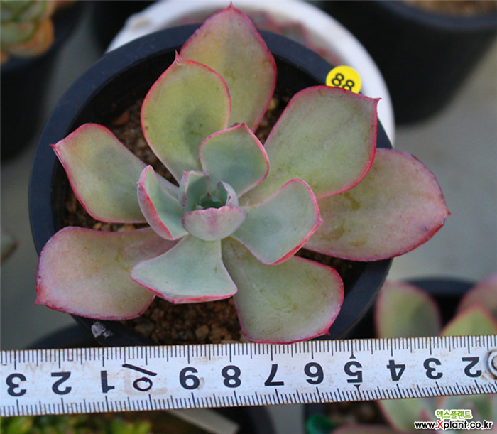 白玫瑰 Echeveria White Rose 