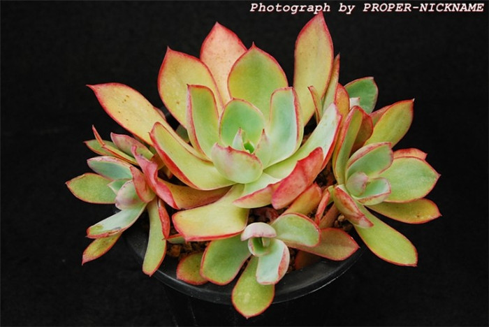 白玫瑰 Echeveria White Rose 