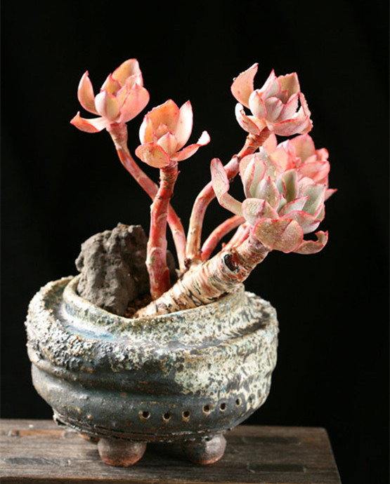 白玫瑰 Echeveria White Rose