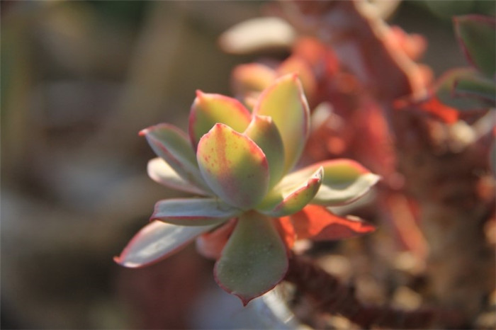 白玫瑰 Echeveria White Rose 