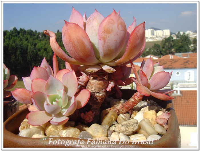 白玫瑰 Echeveria White Rose 