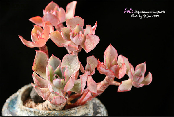 白玫瑰 Echeveria White Rose