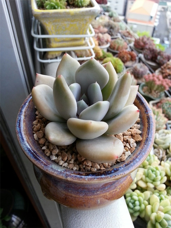 白雪女王 Echeveria Snow Queen