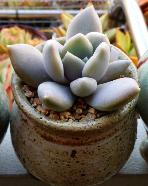 白雪女王 Echeveria Snow Queen