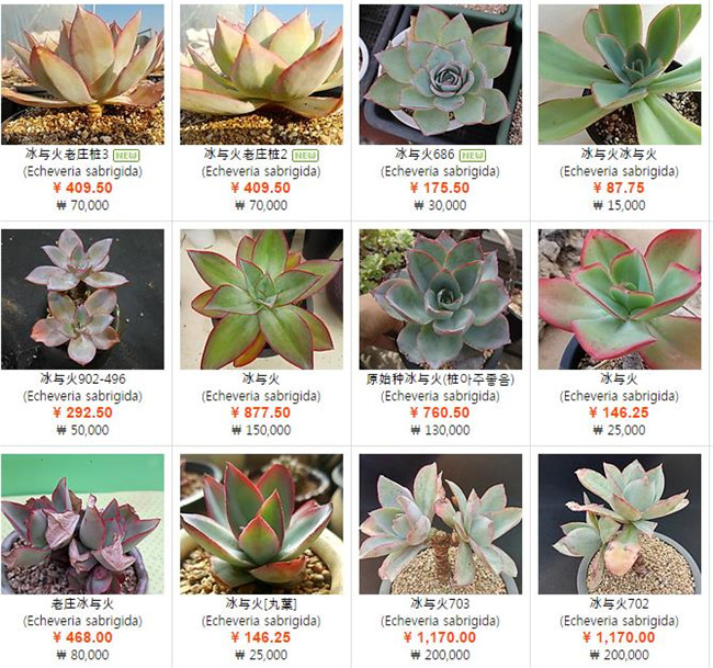 韩国X网店的冰与火 Echeveria subrigida Fire and Ice