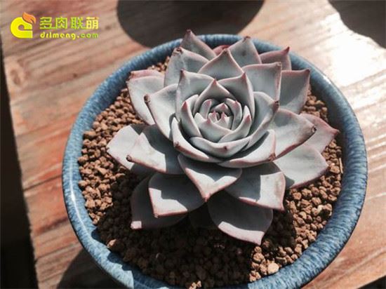 薄叶蓝鸟 Echeveria blue bird