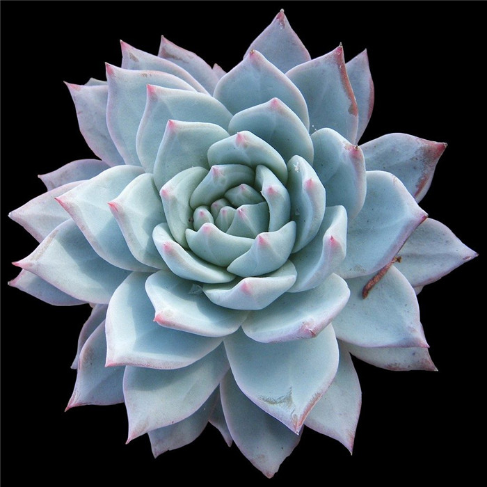 薄叶蓝鸟 Echeveria blue bird