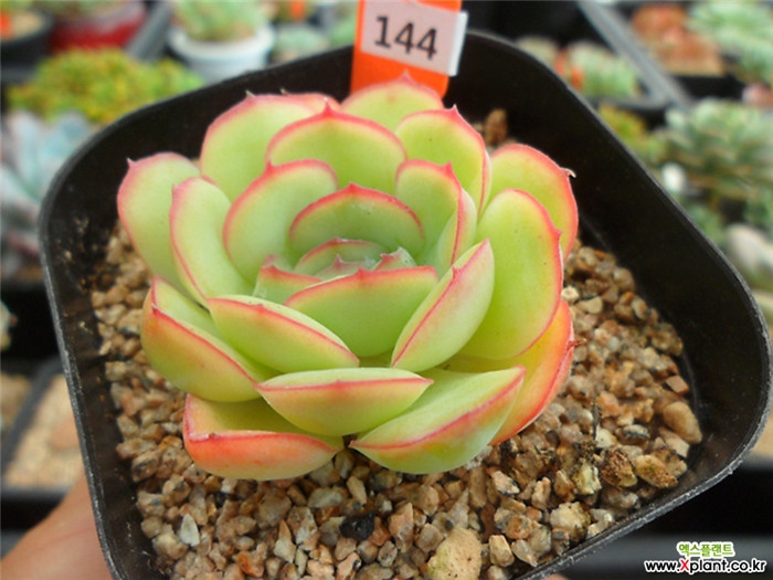 草莓冰 Echeveria  Strawberry ice