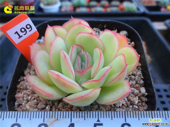 草莓冰 Echeveria  Strawberry ice