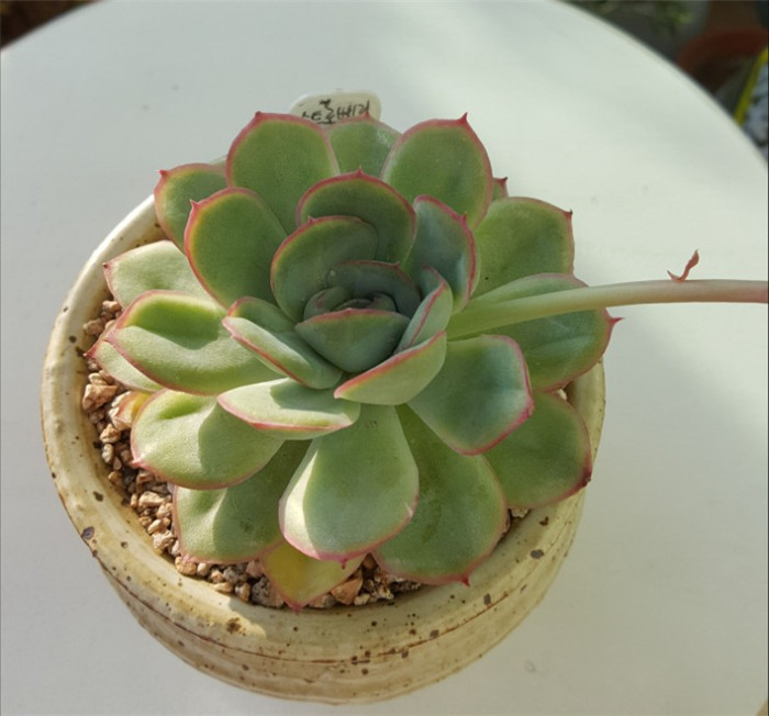 草莓冰 Echeveria  Strawberry ice