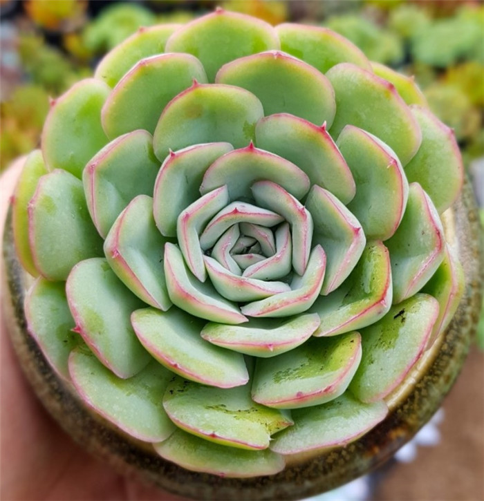 草莓冰 Echeveria  Strawberry ice