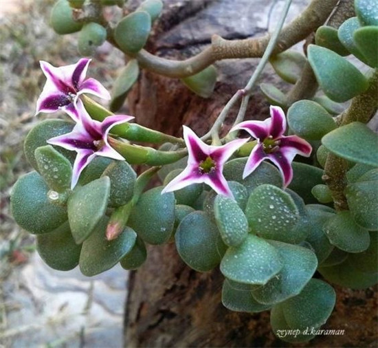 小叶天章 Adromischus caryophyllaceus