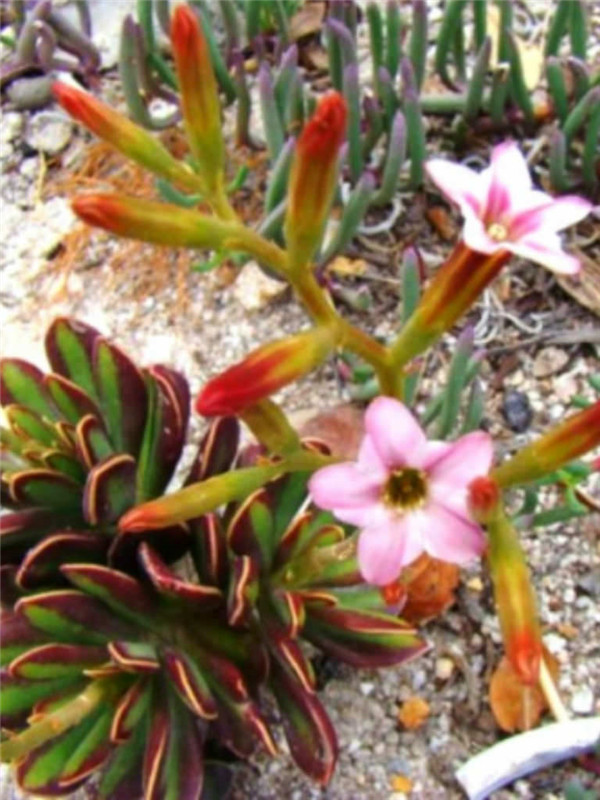 小叶天章 Adromischus caryophyllaceus