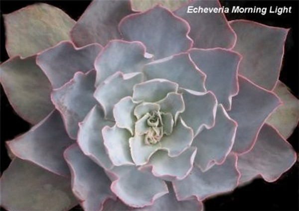 晨光 Echeveria  Morning Light