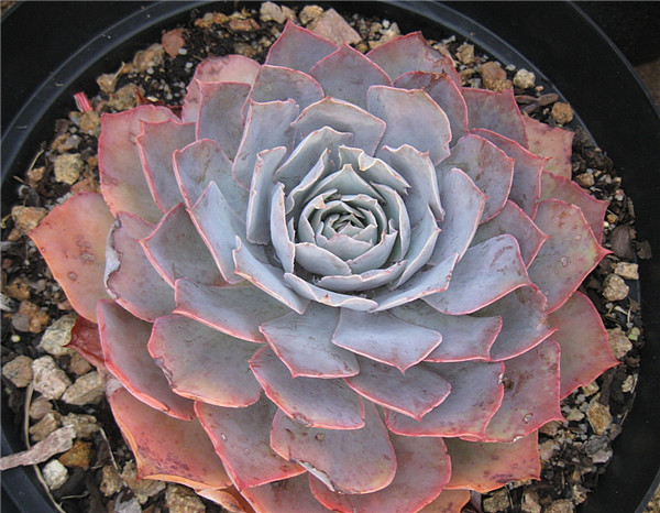 晨光 Echeveria  Morning Light