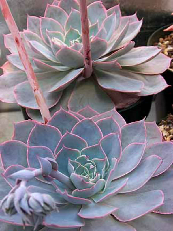 晨光 Echeveria  Morning Light