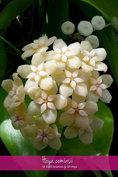 康明斯球兰 Hoya cominsii