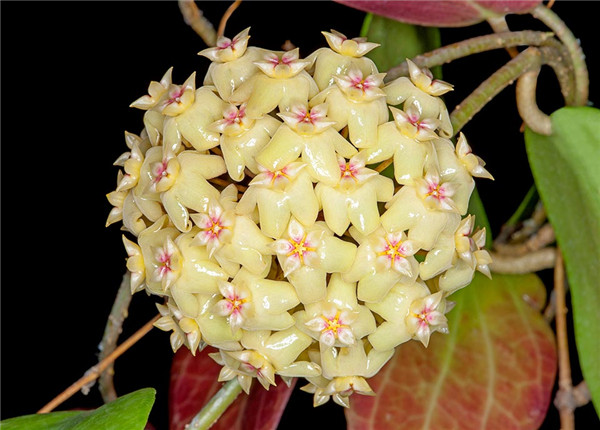 康明斯球兰 Hoya cominsii