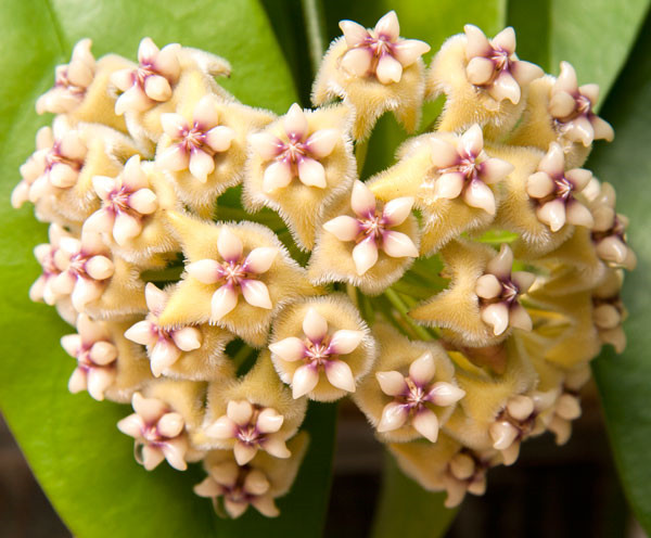 革叶球兰 Hoya coriacea