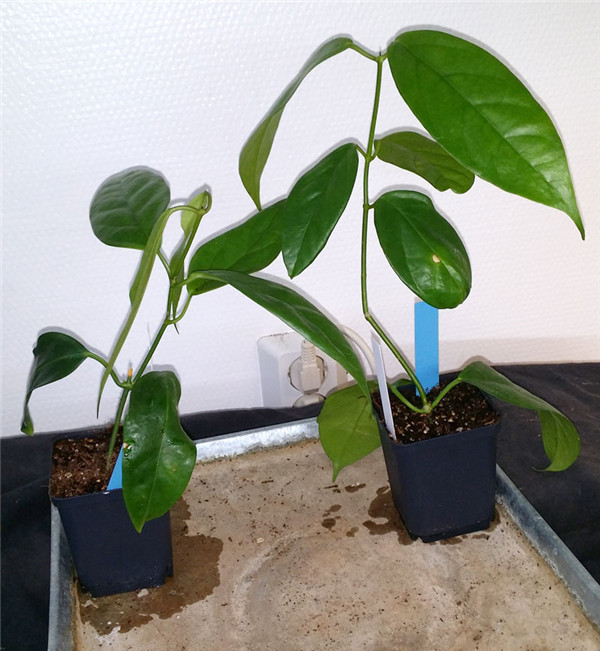 革叶球兰 Hoya coriacea