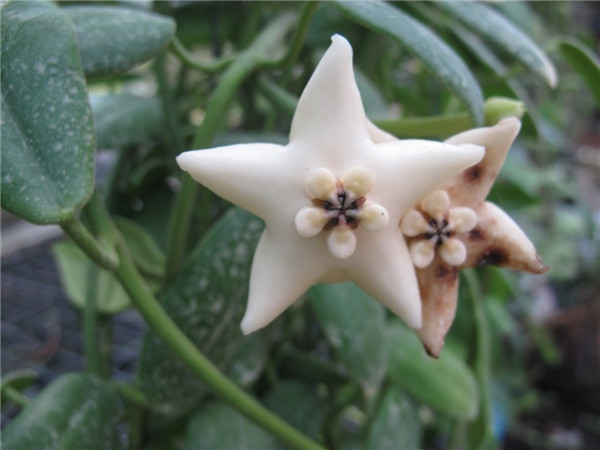 冠球兰 Hoya coronaria