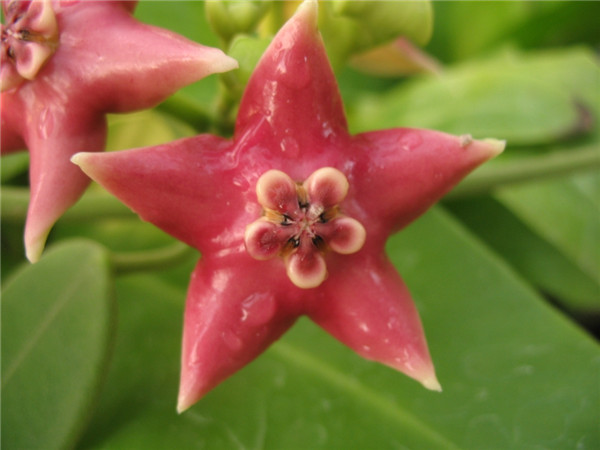 冠球兰 Hoya coronaria