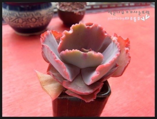 卷边的冰与火 Echeveria Fire and Ice