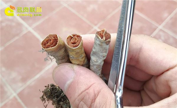 腐烂的茎干