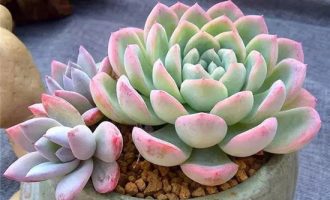 低调美的粉月影