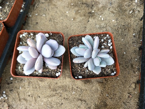 粉兔