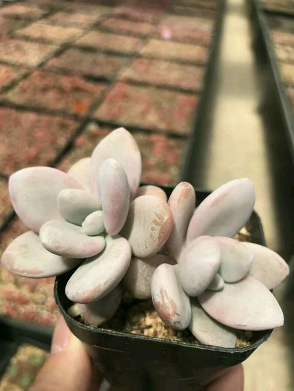 粉兔