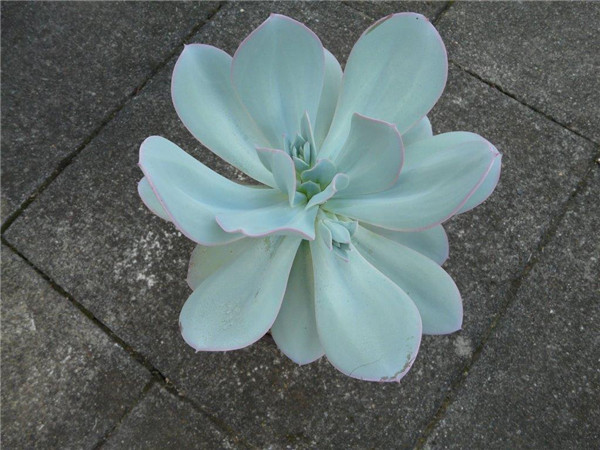 胭脂 Echeveria gila