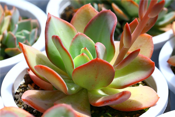 胭脂 Echeveria gila