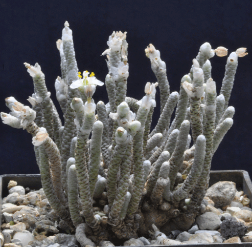 Avonia albissima var. grisea