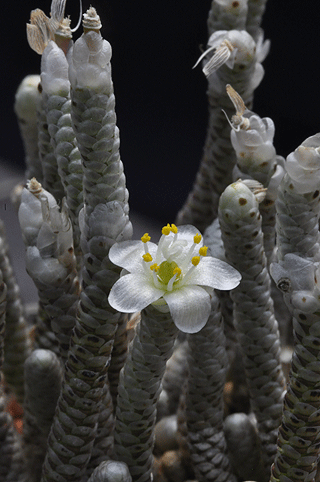 Avonia albissima var. grisea