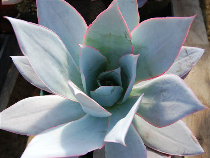 广寒宫 Echeveria cante 