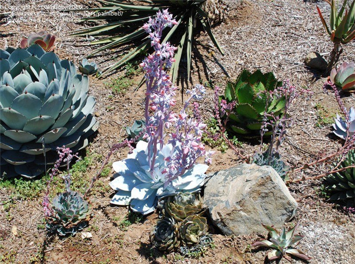 广寒宫 Echeveria cante 
