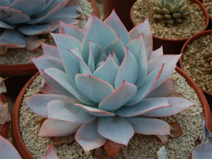 广寒宫 Echeveria cante 