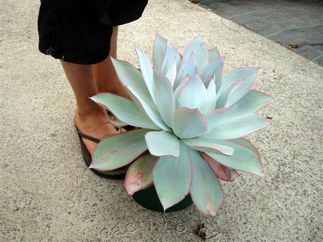 广寒宫 Echeveria cante 