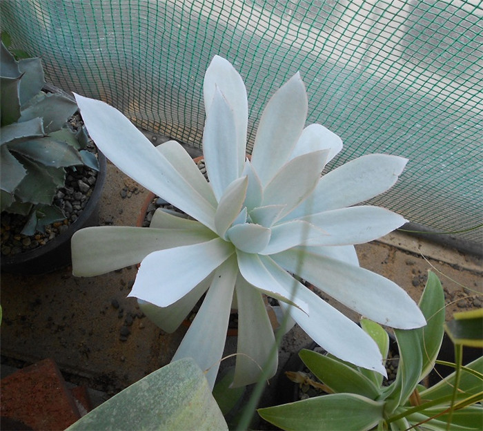 广寒宫 Echeveria cante 