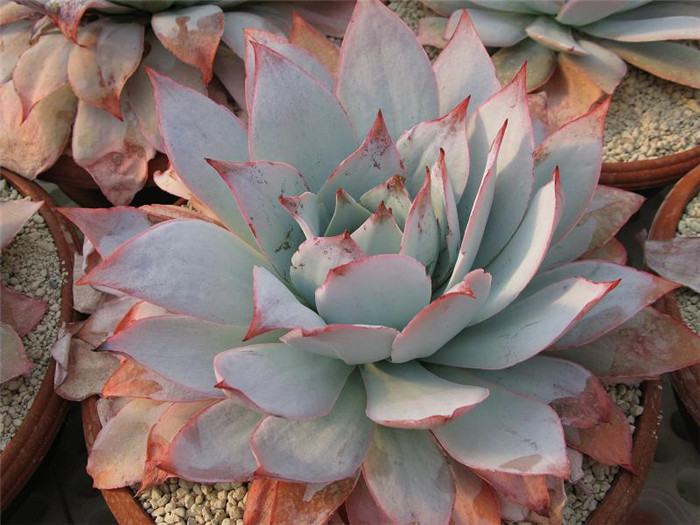广寒宫 Echeveria cante 