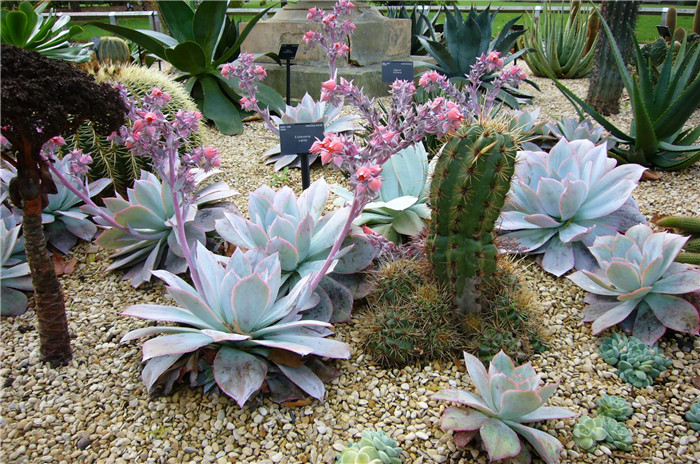 广寒宫 Echeveria cante 
