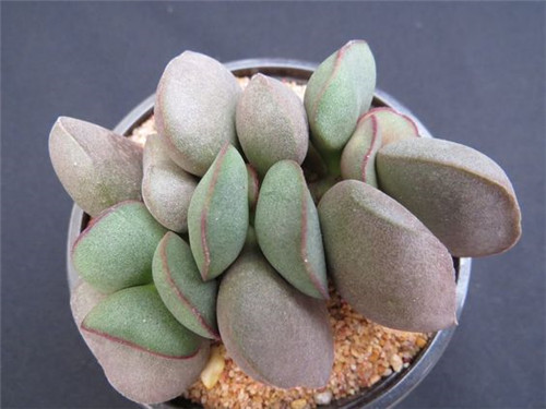 红蛋水泡 Adromischus marianae hallii