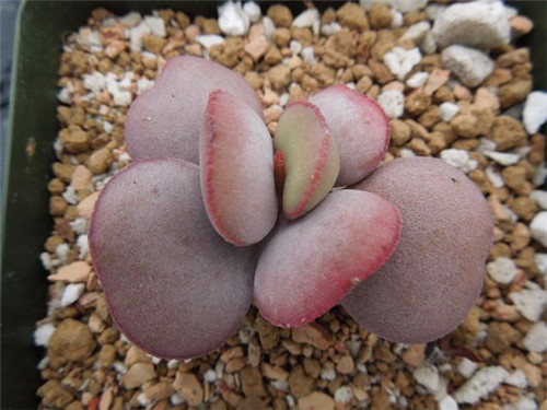 红蛋水泡 Adromischus marianae hallii