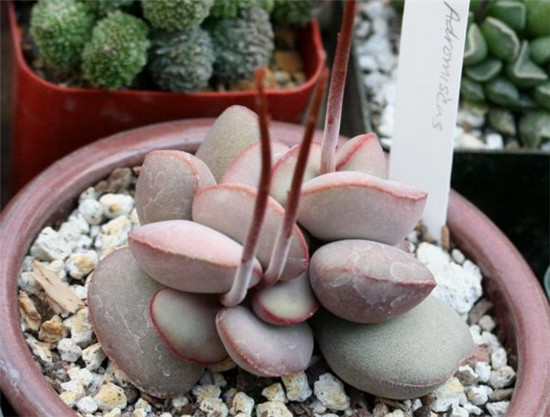 红蛋水泡 Adromischus marianae hallii