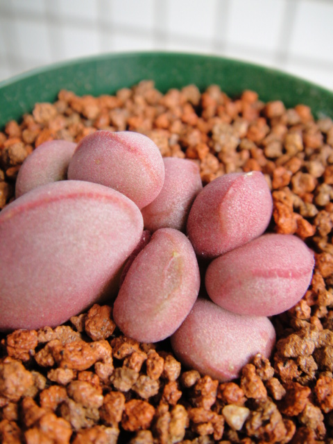 红蛋水泡 Adromischus marianae hallii