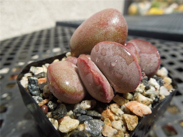 红蛋水泡 Adromischus marianae hallii