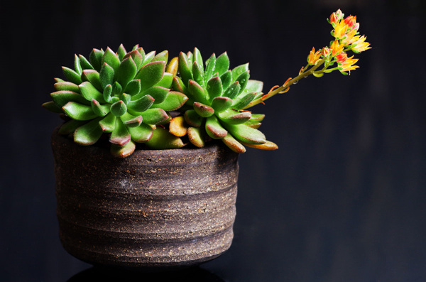 红唇 Echeveria  Bella